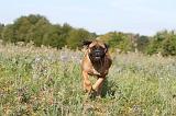 BULLMASTIFF 118